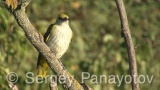 Video of Golden oriole - Golden oriole on the top of the tree near to its nest